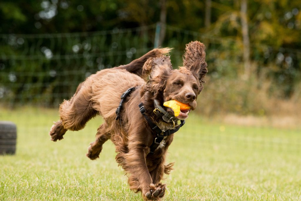 Gun Dog Training for Fun The Ogwell Dog Trainer